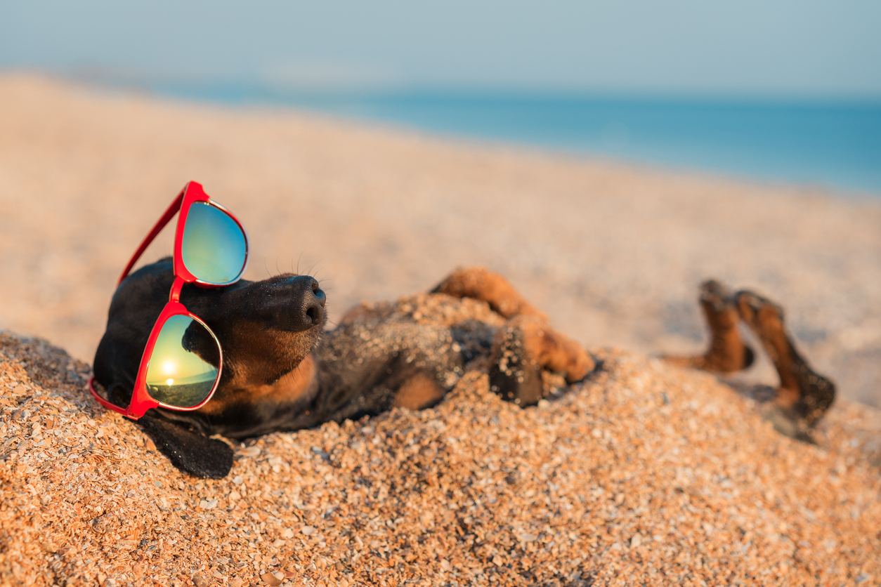 dog-friendly caravan holidays dog laying on a sandy beach wearing red sunglasses