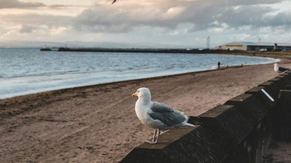 Seagull on the shores of the Firth of Clyde, Ayr, in Scotland.