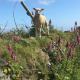 Private caravan hire owner | Claire | Lizard Point Holiday Park | Helston